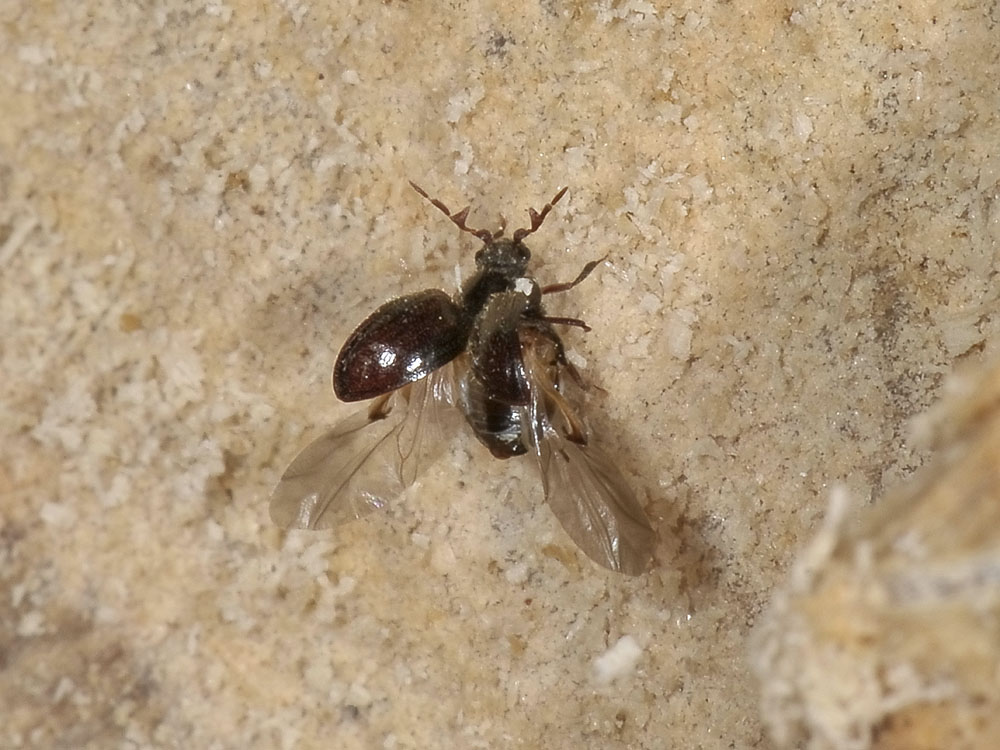 Coleotterino con antenne strane - Dorcatoma sp.